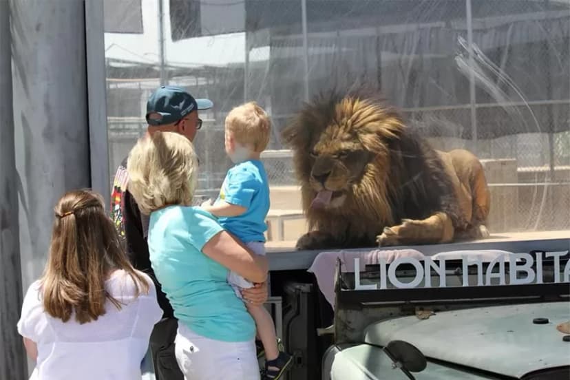 Lion Habitat Ranch in Las Vegas — A non-profit big-cat sanctuary in Henderson run by the family that ran MGM Grand's lion habitat until it closed in 2012